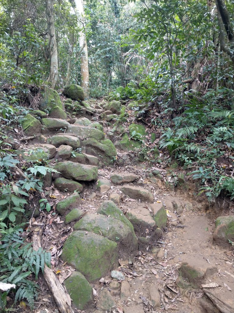 桃園新溪頭縱走-新溪洲山、溪洲山、頭寮山_887935