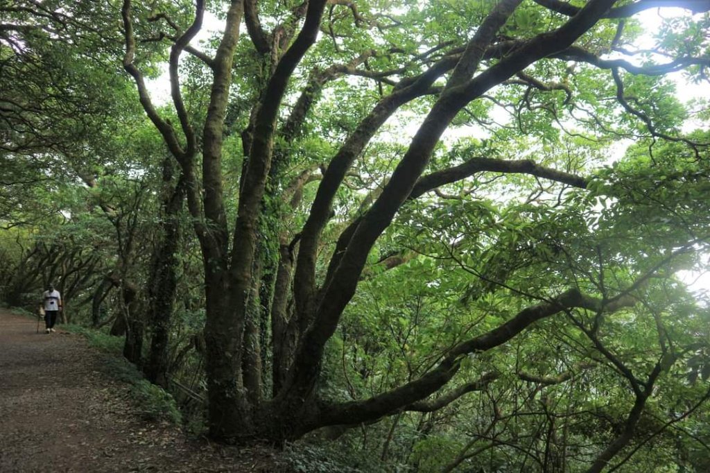 〔陽明山 〕面天山 向天山 向天池 二子坪步道。火山口湖 獨特生物蚌蟲 向天蝦（豐年蝦）_2235360