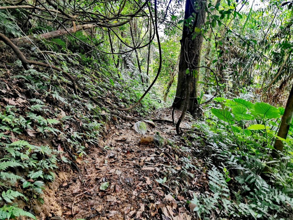 20200306石牛山_870307