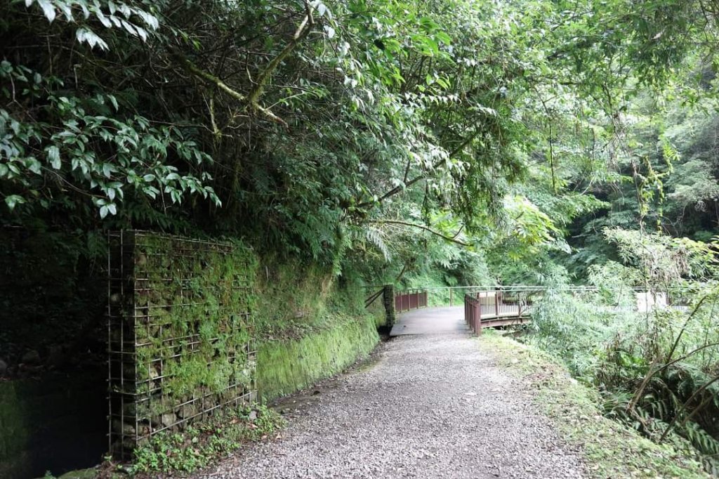 〔桃園復興〕拉拉山巨木，史詩級魔幻森林，75公頃紅檜 扁柏森林浴_2237327