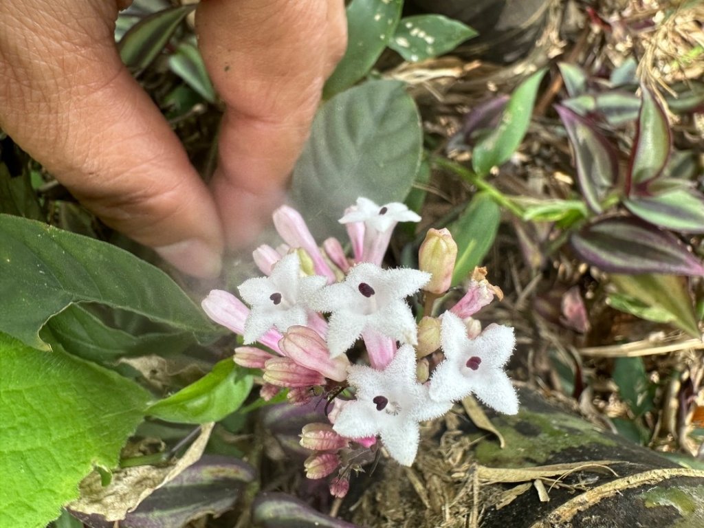 嘉雲二尖山、大尖山_2734885