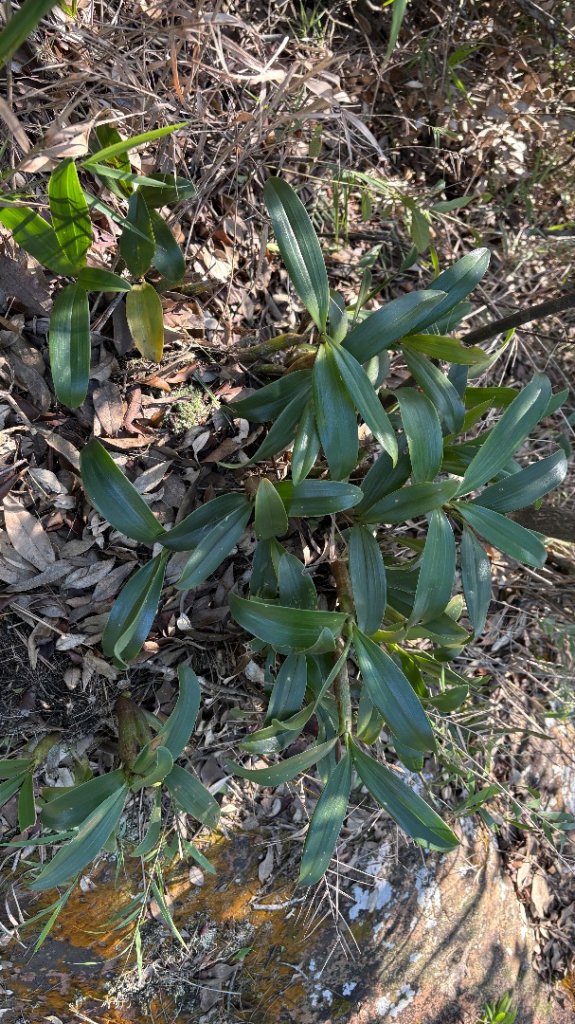 小獨立峰_2942209