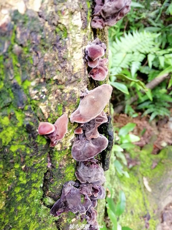 【桃園。大溪】療癒的綠色山徑。 小百岳集起來。編號23小百岳-溪洲山_1448862