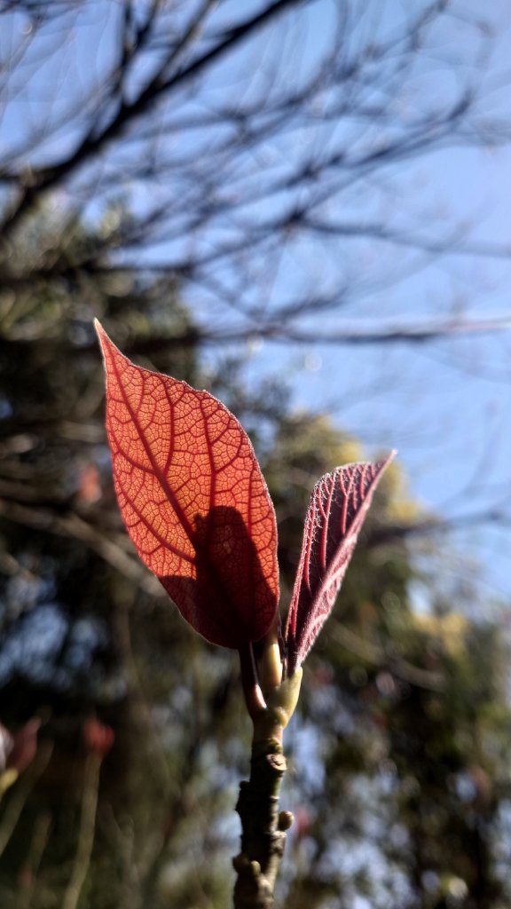 春天鮮綠的呢喃基隆荖寮坑古道上望古山登五分山O型_2747313