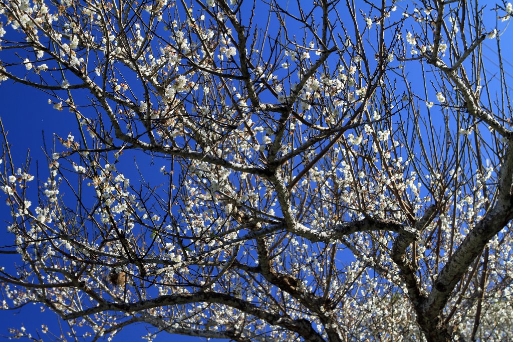 【臺南~楠西】梅嶺賞梅一~觀音步道_1246908