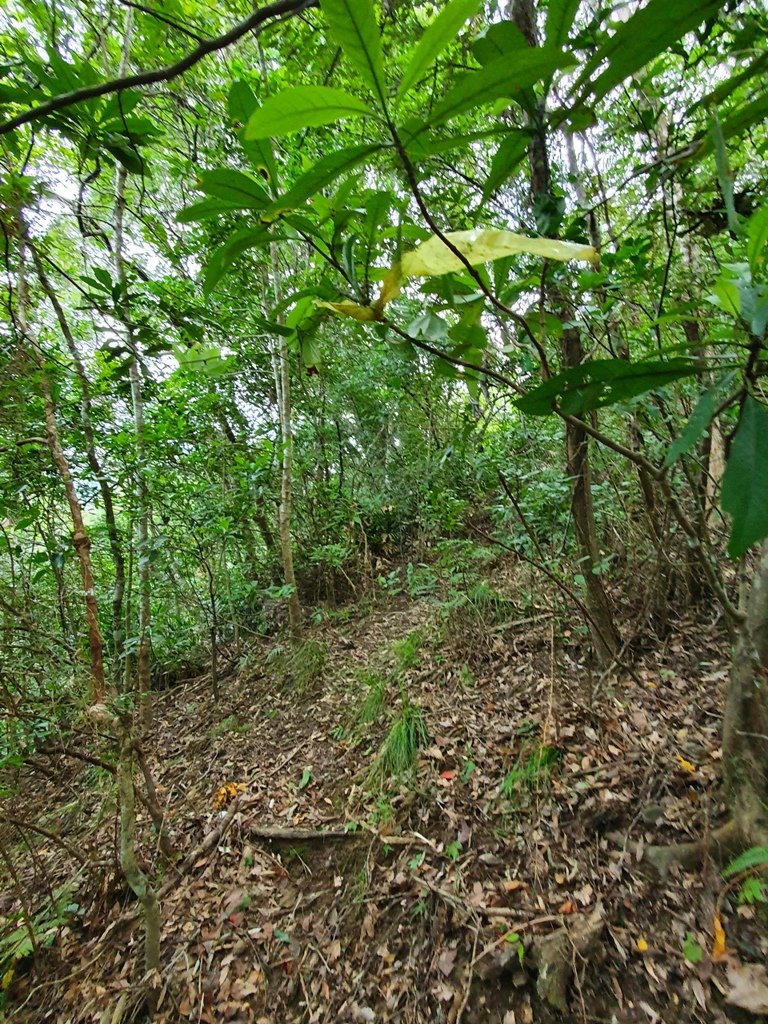 【花蓮富里】 海岸三雄-新港山我來了~_1146205