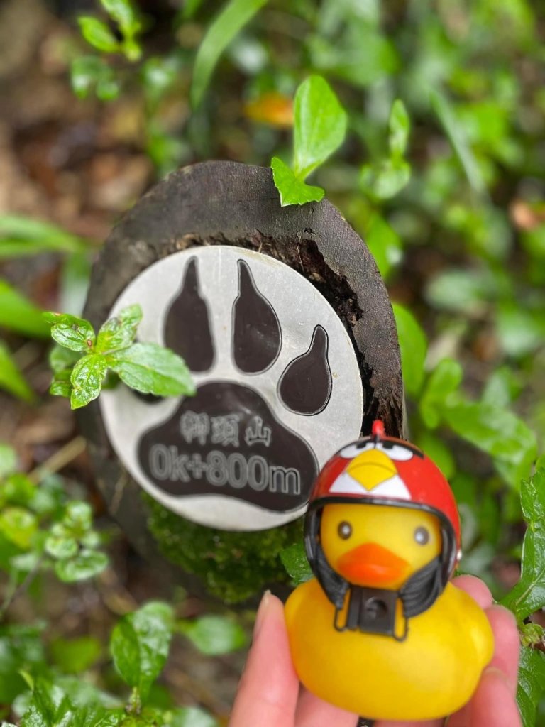 和小盆友們爬山的快樂時光❤️小獅山-和美山_2598237