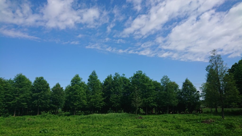 茶香步道～田中森林公園_980888