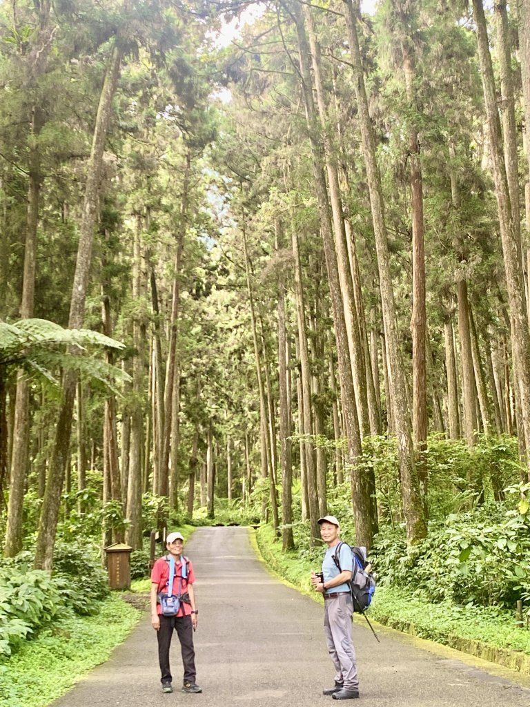 溪頭散步悠遊    2024.5.20_2517688