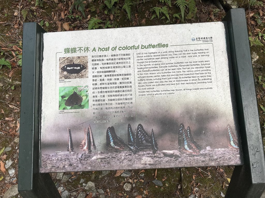 ~  白楊步道  ~_1454912