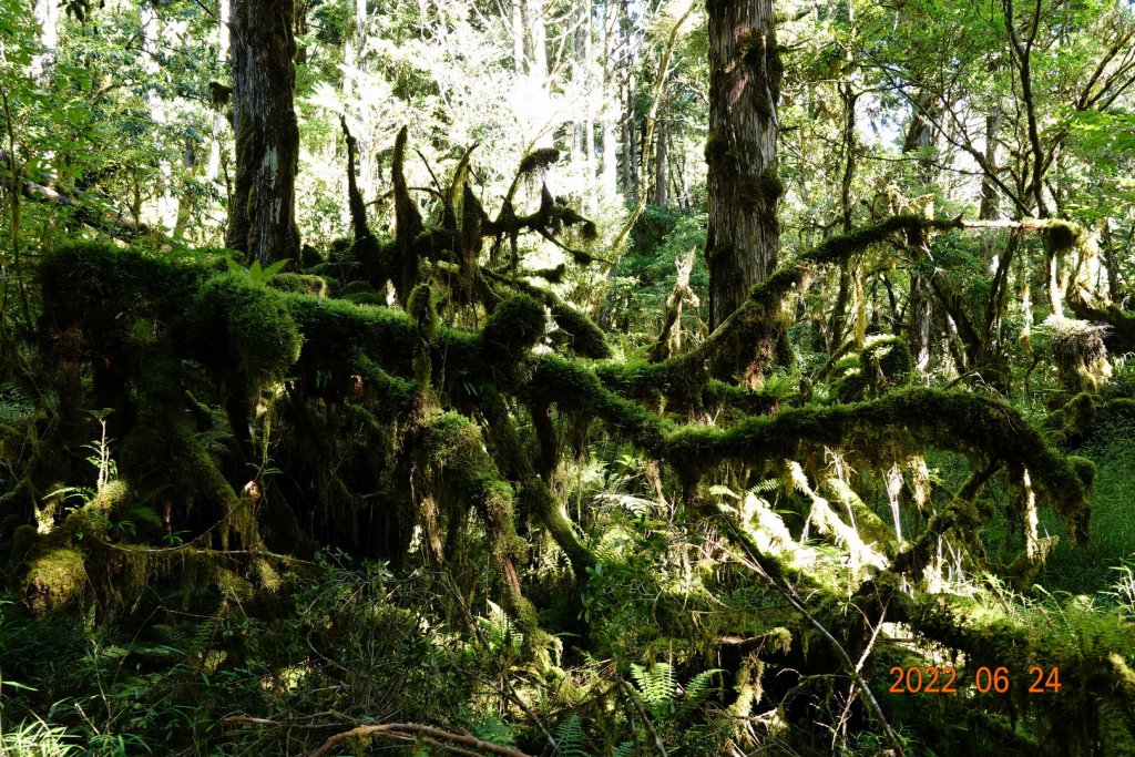 宜蘭 大同 太平山森林遊樂區 鐵杉林自然步道_1743714