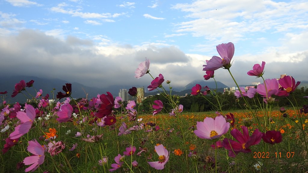 2022愛戀關渡花現幸福_1902466