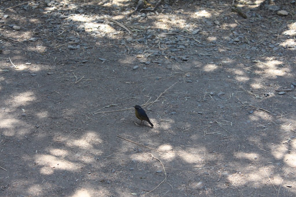 20210320屏東二刷單攻北大武山_1321295