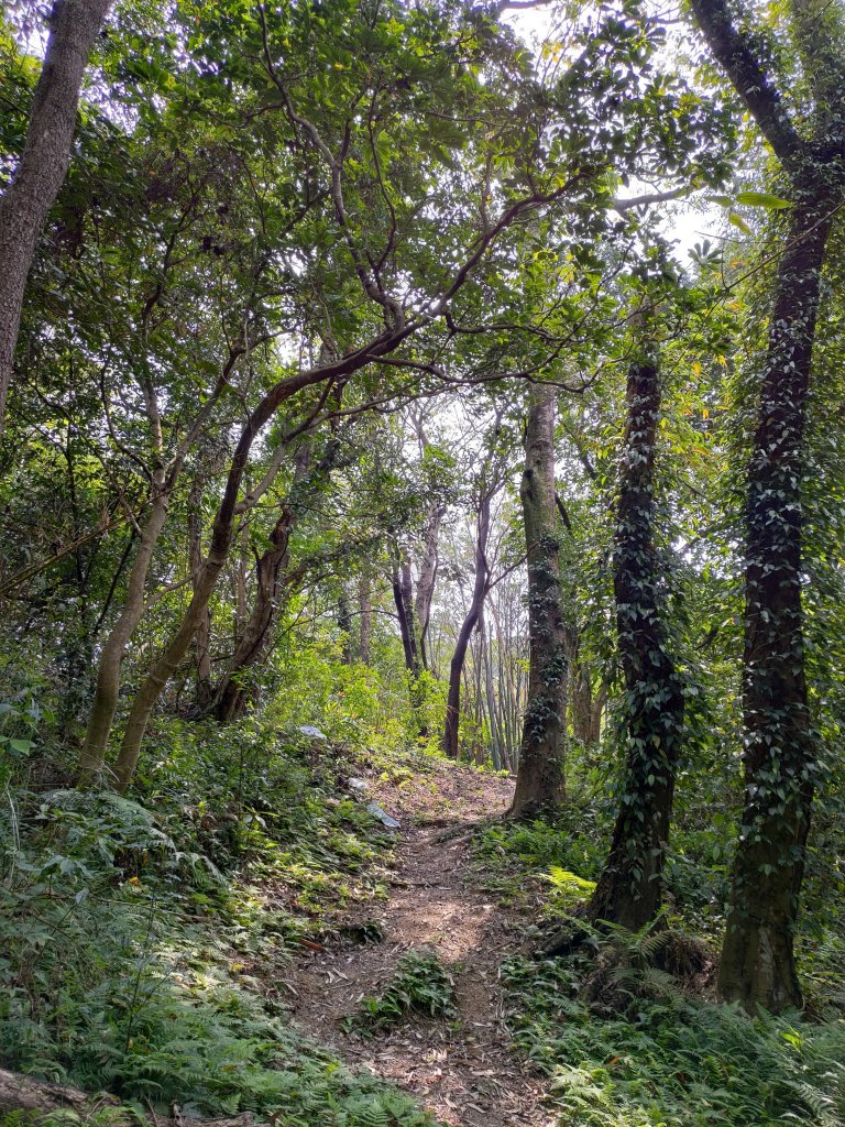 大棟山縱走(鶯歌上山佳下)_1319287