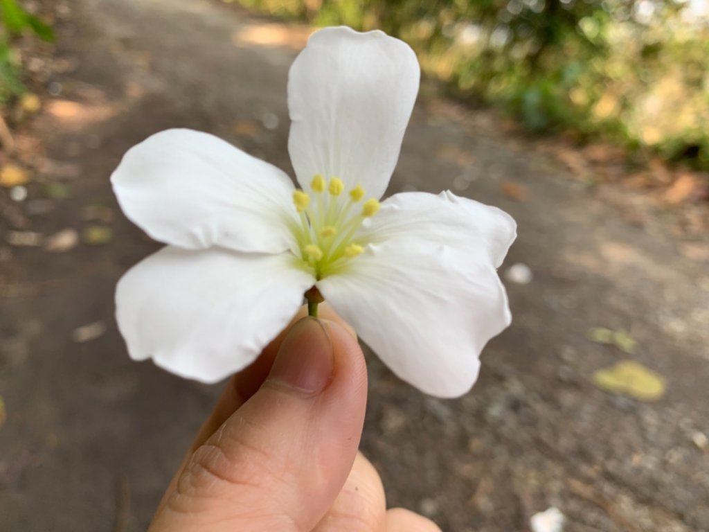 谷關七雄老六～白毛山_562519