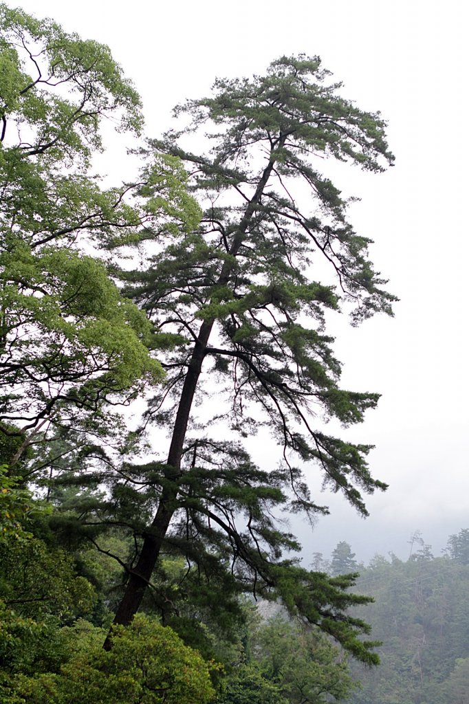 八仙山森林遊樂區_856648
