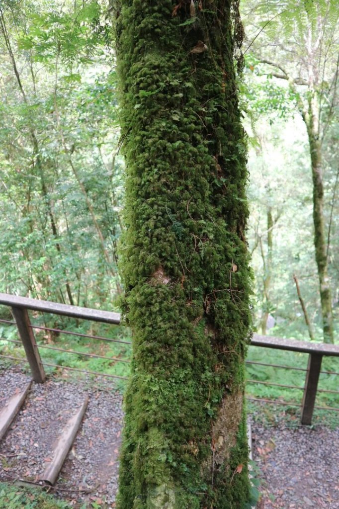 〔桃園復興〕拉拉山巨木，史詩級魔幻森林，75公頃紅檜 扁柏森林浴_2237082