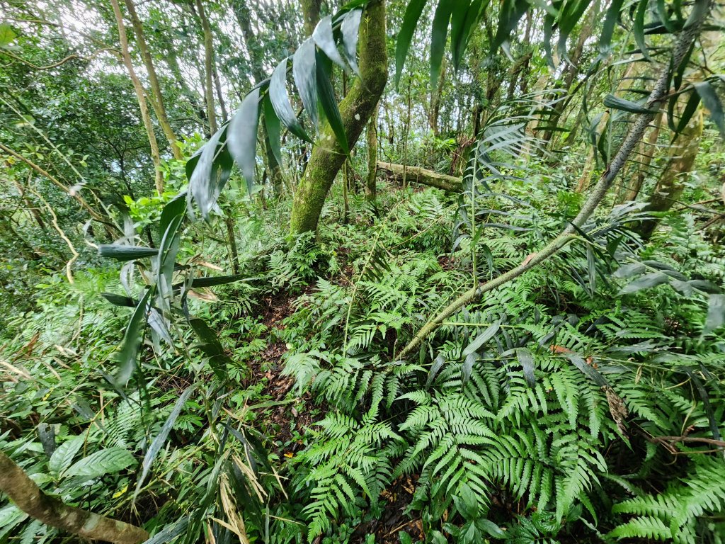 20251207火燒寮山熊空山竹坑山加九嶺O型_2966295