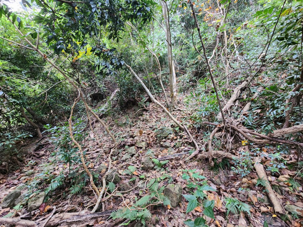 20241222二載山與大橫屏山南峰(追加鹽菜甕山、鹽菜甕下山)_2721493