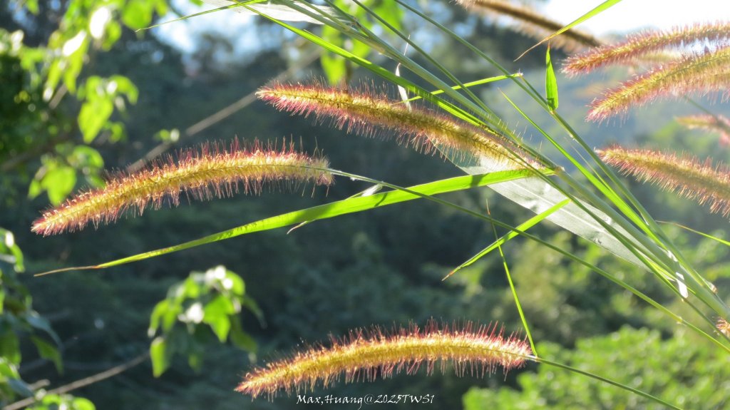《台中》落雨松季｜石岡挑物古道O繞下情人木橋20250112_2687658