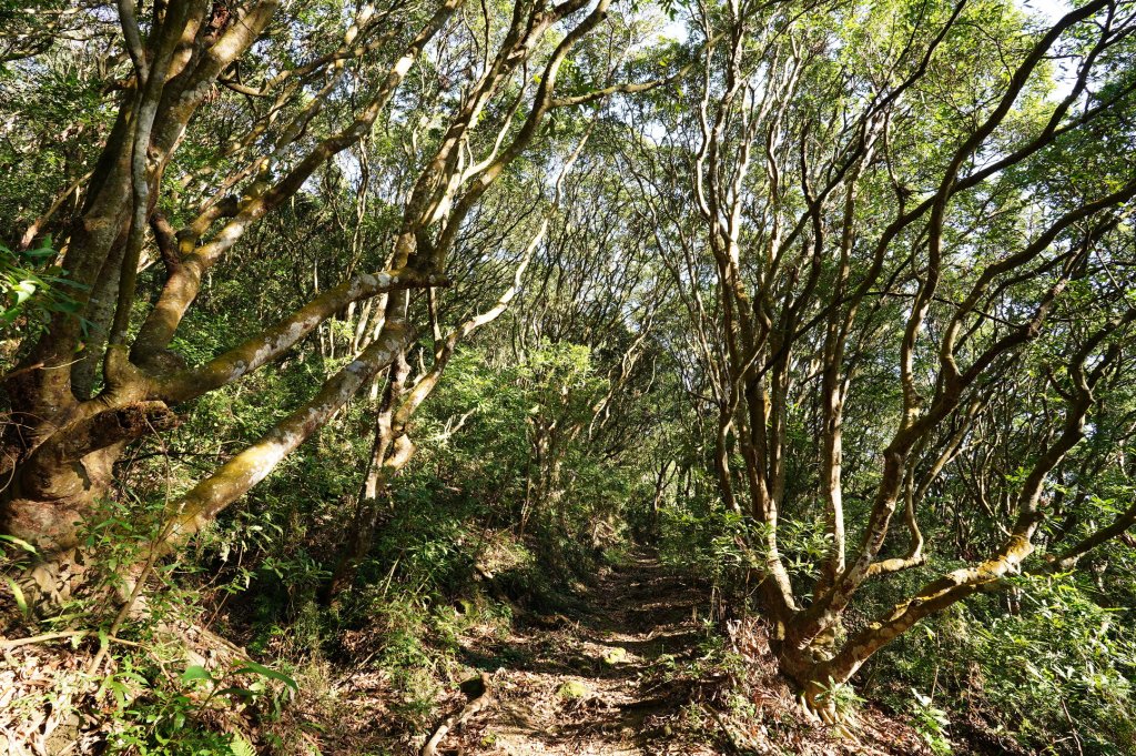 臺中 霧峰 奧山、砲台山_2715349
