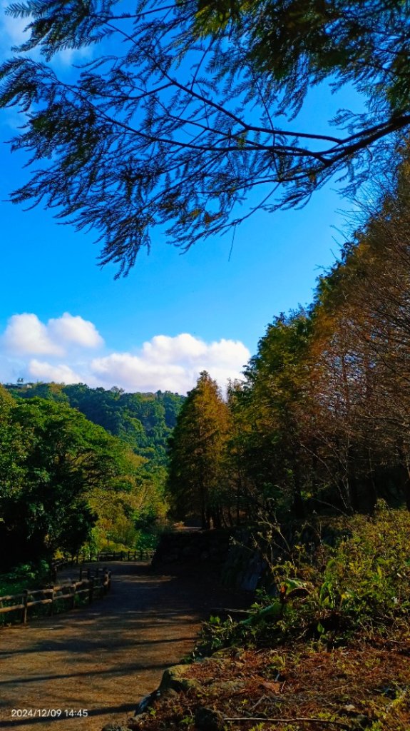 永公路落羽松/菁碧溪潺潺流水&至善路楓香紅了！_2666398