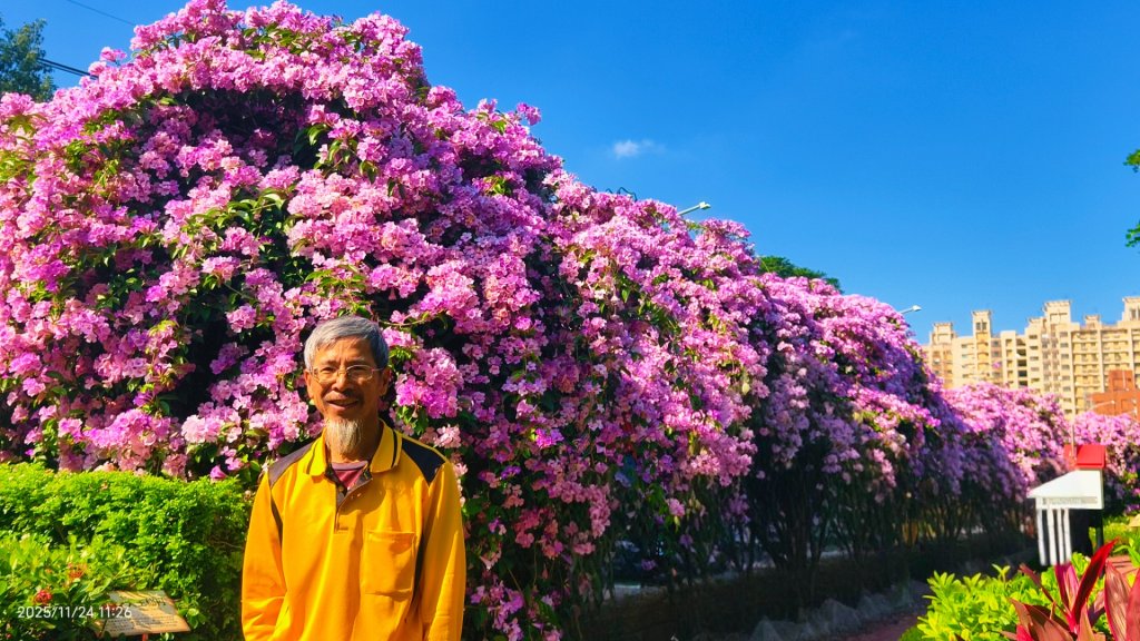 #蒜香藤 #泰山楓樹河濱公園 11/24_2943706