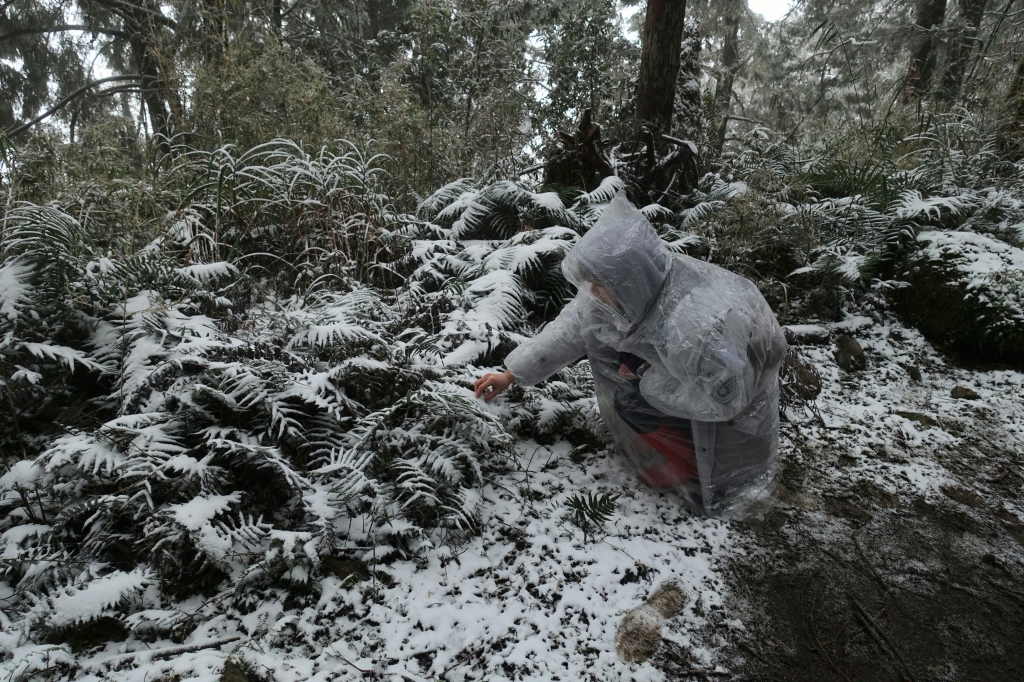 下雪。見晴懷古步道2018.02.03_263915