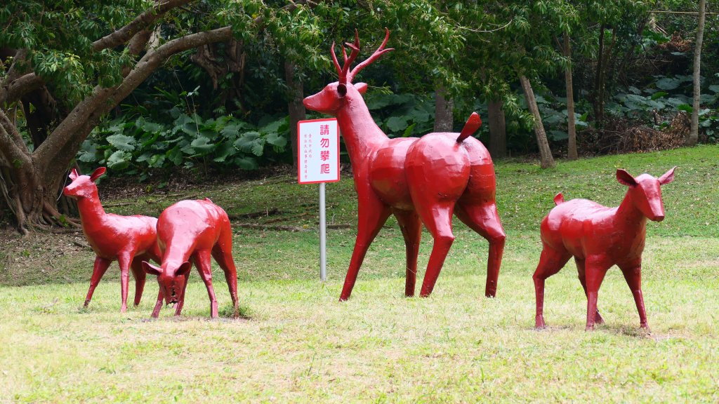 原民落羽松影_2685930