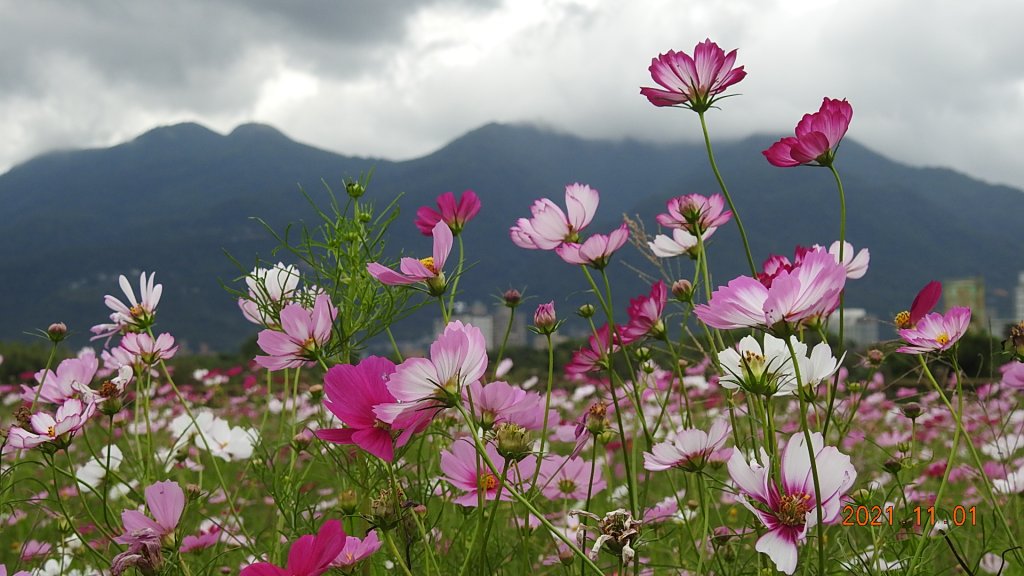 花花世界_1500908