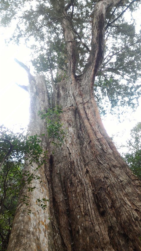 內鳥嘴山賞山毛櫸順遊北得拉曼巨木步道神木群20181107_1964109