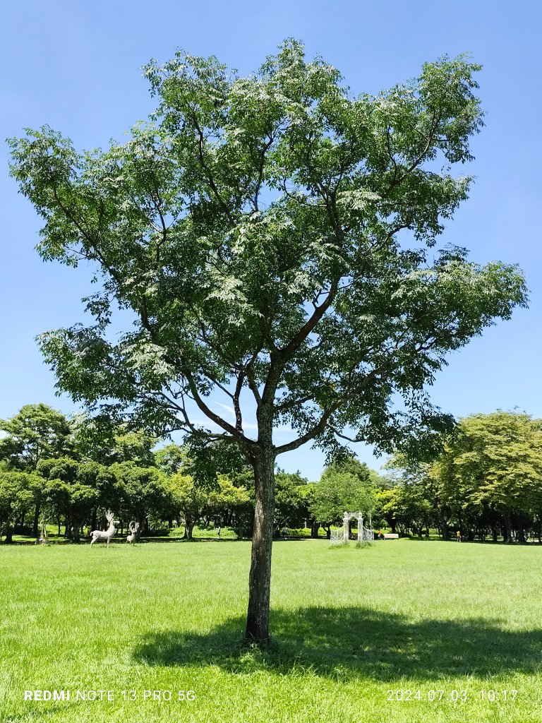 大安森林公園【走路趣尋寶】【臺北健走趣】_2541484