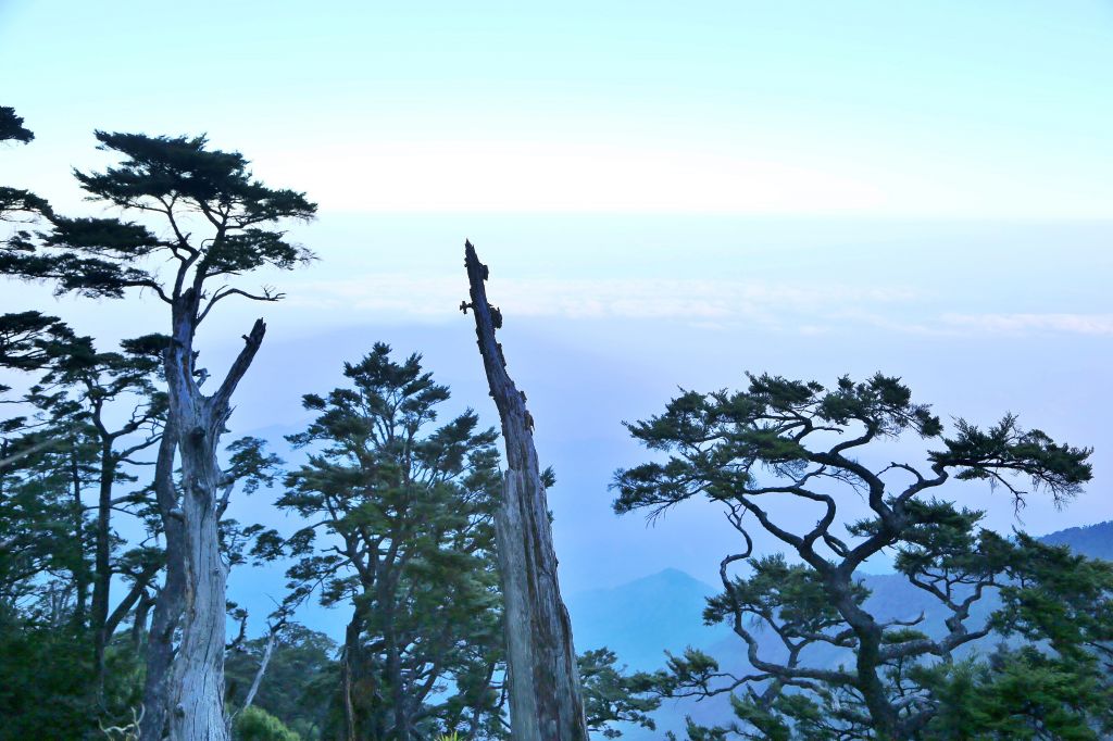 大武地壘---鐵杉-雲海-月色-變色葉_140695