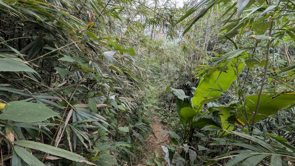 114.12.20劉銘傳隧道-獅球嶺北峰-獅球嶺東砲台山-獅球嶺池-獅球嶺砲台山之旅_2966738