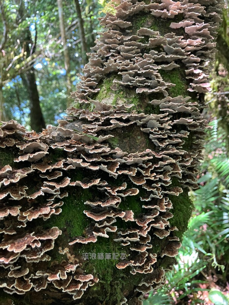 【佐米縱走】走進迷霧森林尋找千歲神木，參加一場巨木群的盛宴_2888762