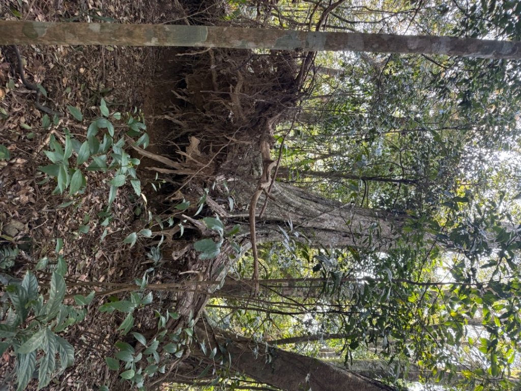 坪林五山縱走 ：九芎根山、金紙崙山、鳥嘴尖山、倒稍楠山、紀州寮山O形_2745295