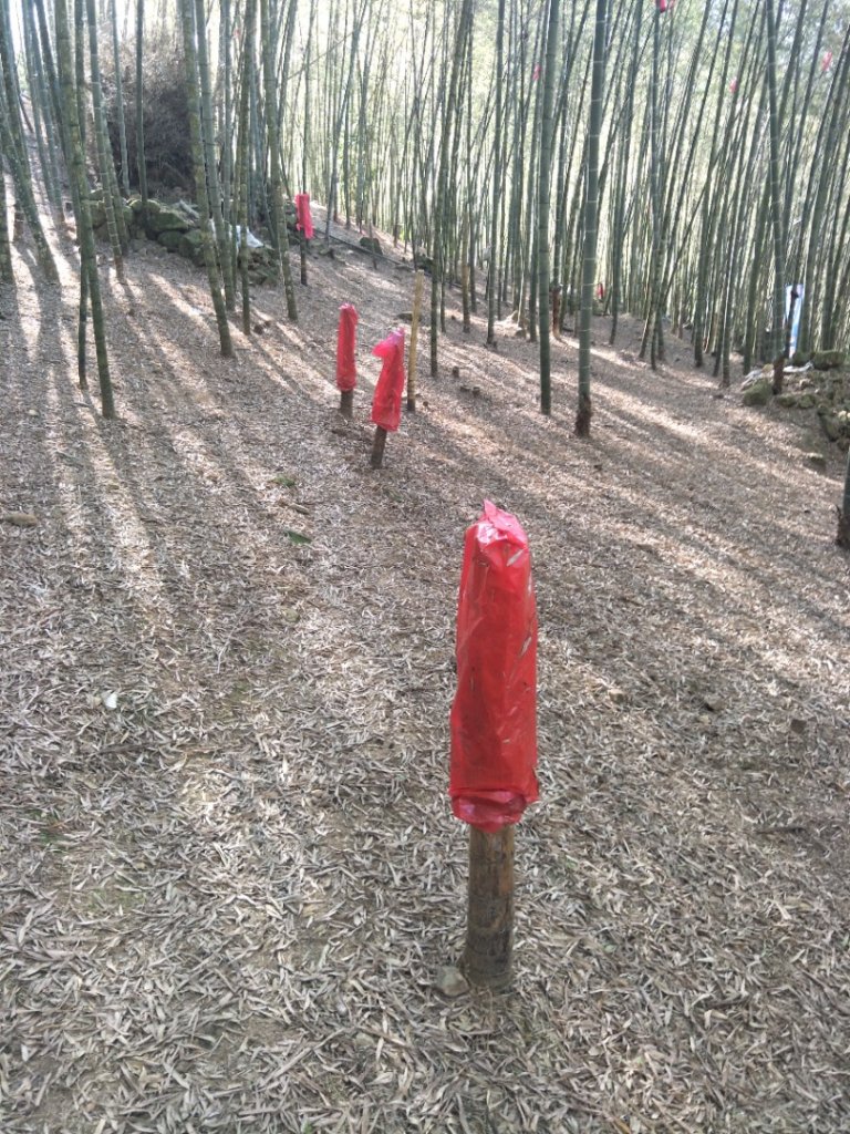 集集大山_2014000