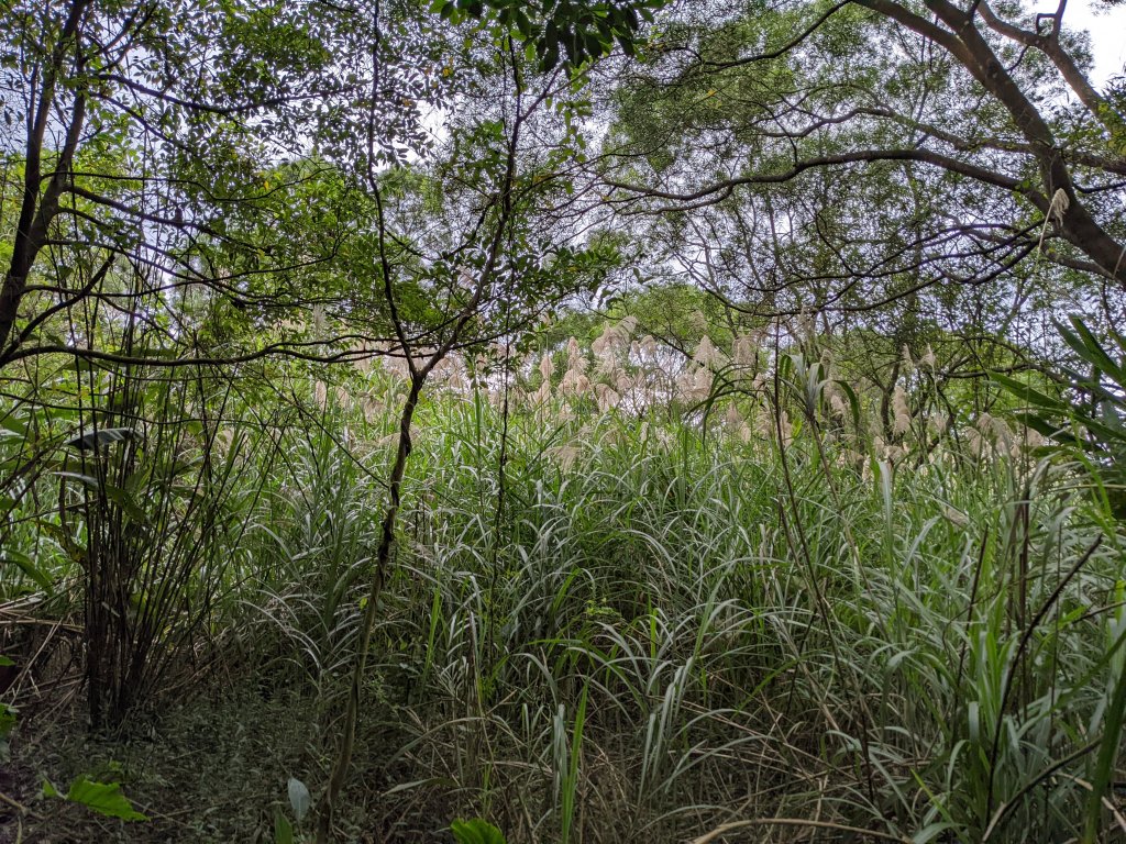 石門山 姜子寮絕壁 泰安瀑布_1663748