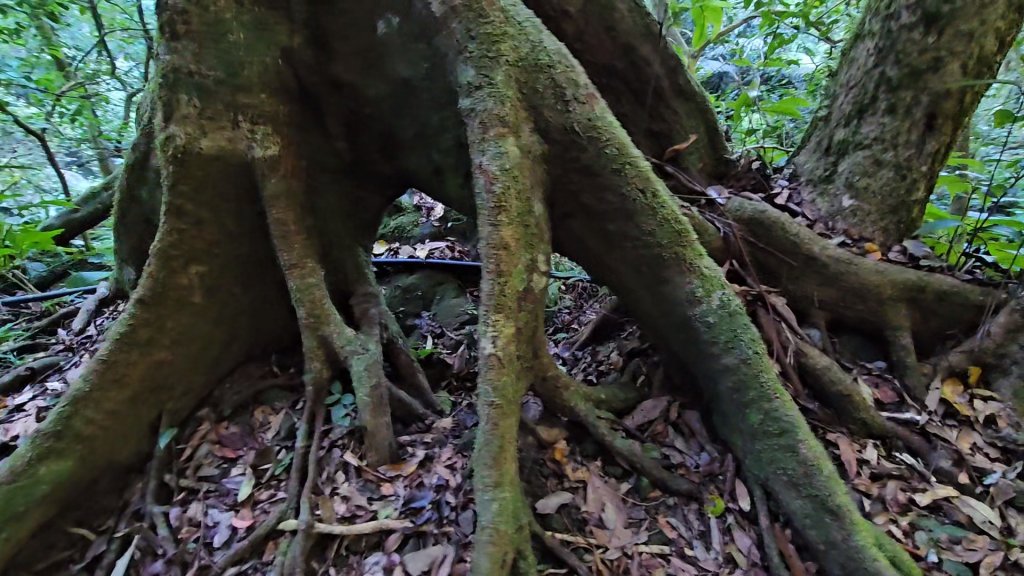 新竹尖石蓮包山+鴛鴦谷鰻潭瀑布O型走_2379234