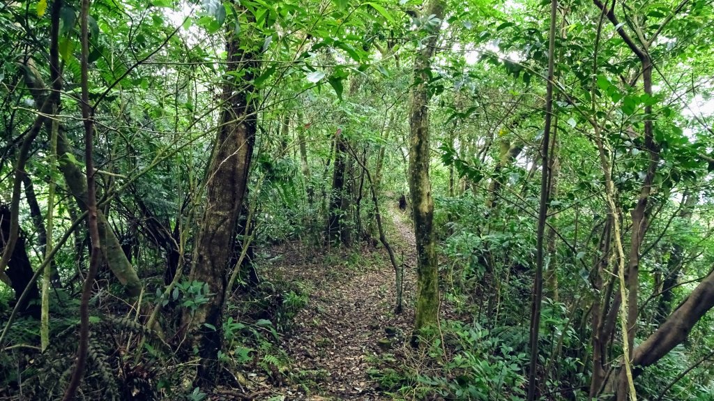 槓尾山,四分尾山,和尚頭山,大尖山_2244967