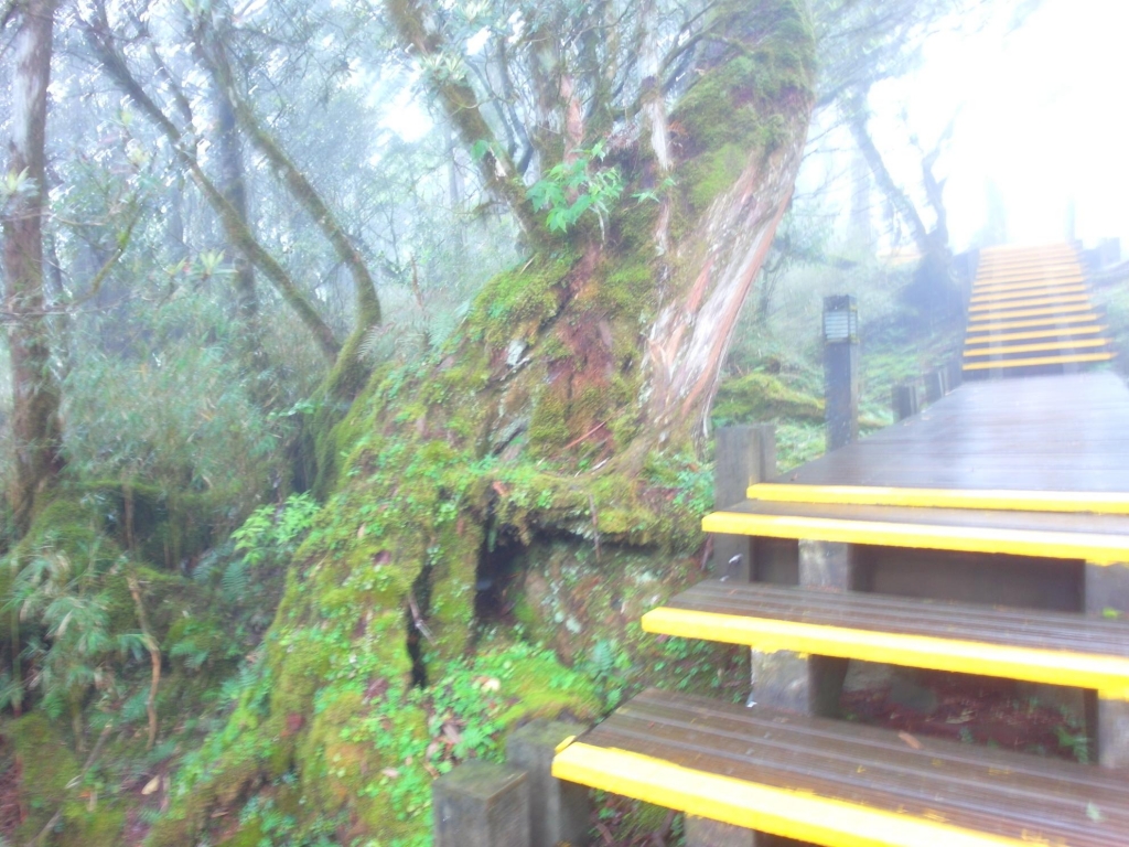 太平山之鐵杉林步道_43637