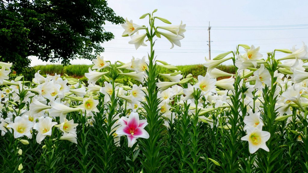 北海岸。良率_2783480