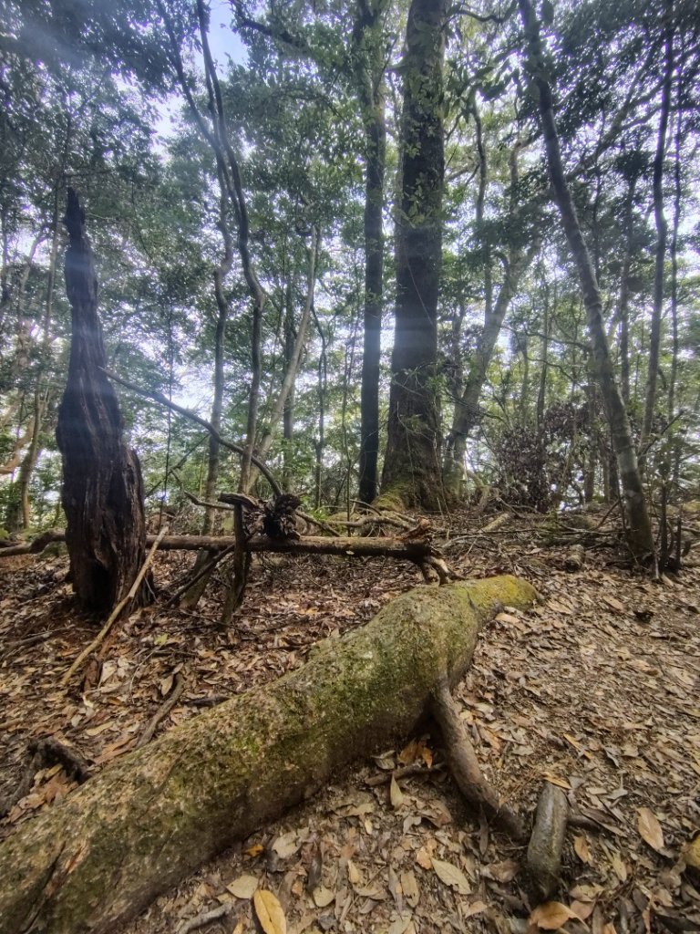 屋我尾山_2931476