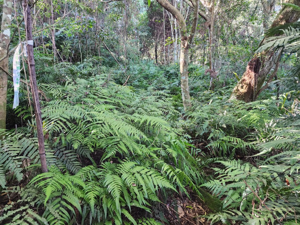20231105拉號山嘎色鬧山榮華山_2375844