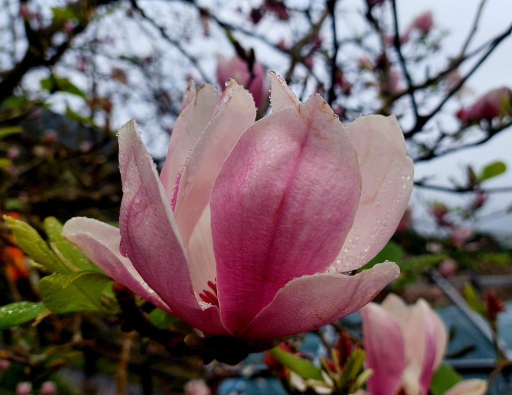20230224 花癡天堂之淡水楓樹湖百花齊放_2041675