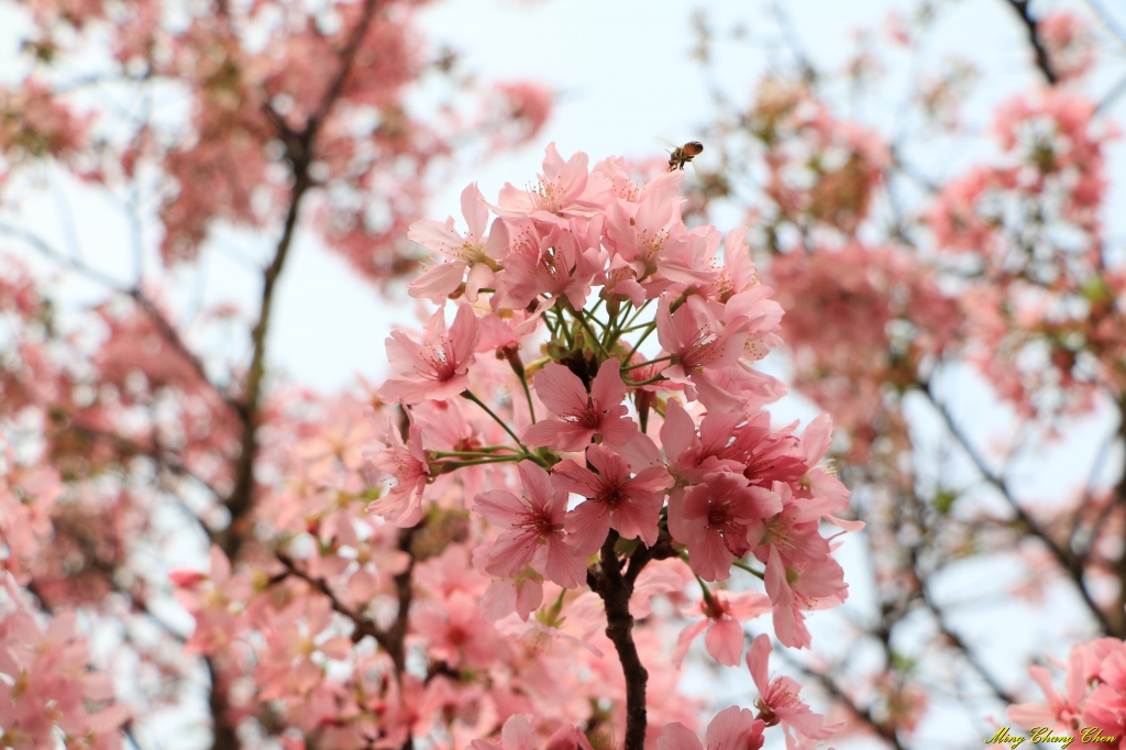 20160402~北投文化公園~_33585