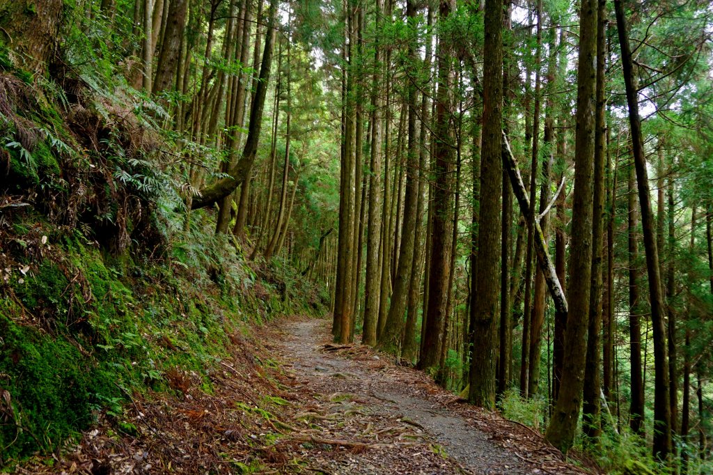 檜山巨木森林步道_481539