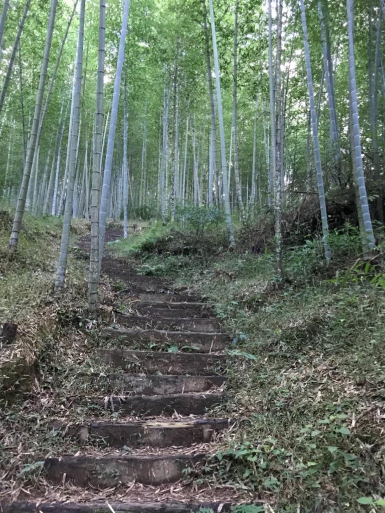 起九芎神木嘉南雲峰.石壁山.好望角_432289