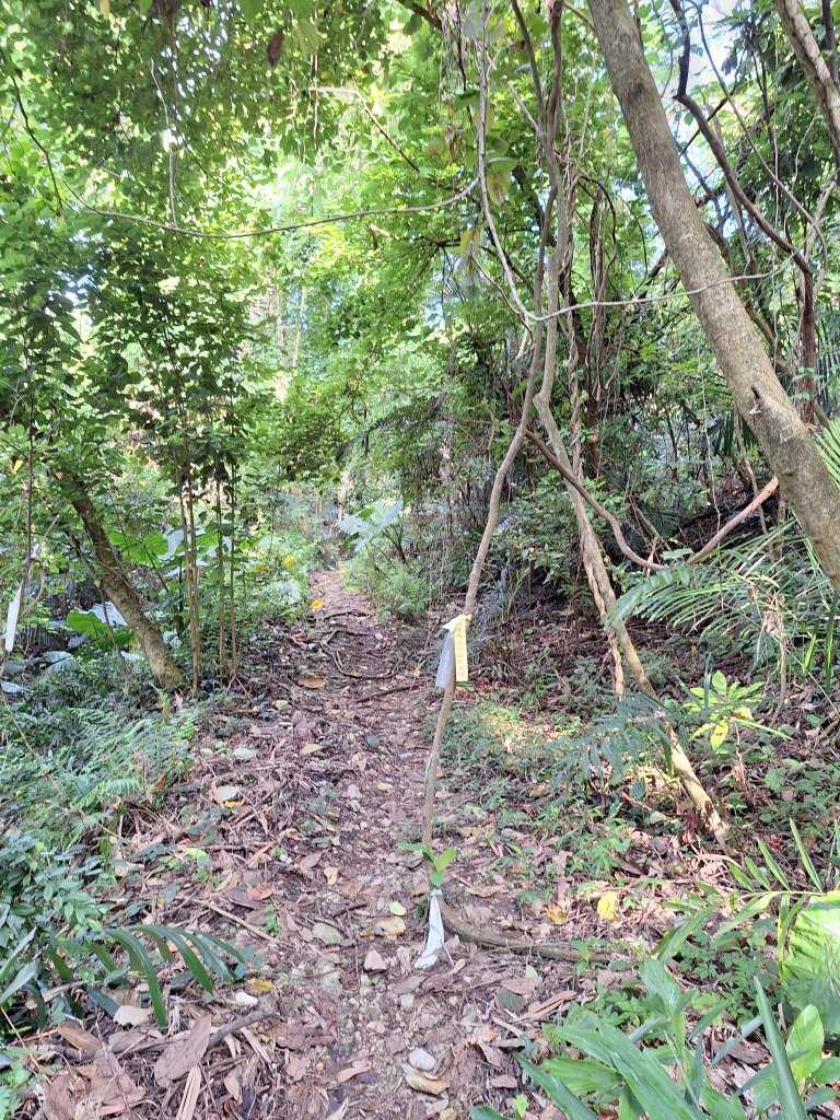 碧雲寺枕頭山O型20241006_2615781