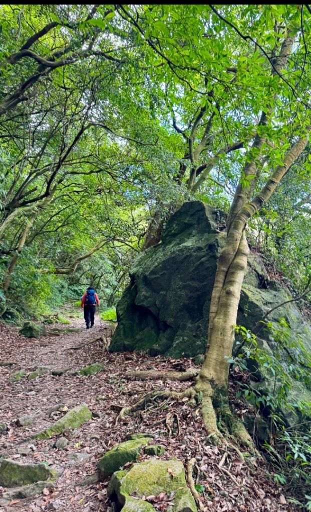 上磺溪橋走魚路古道/金包里城門/擎天崗/冷水坑_2872341